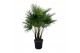 Trachycarpus fortunei Trachycarpus fortuneii / Eagle palm Multiestam P 