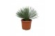 Overig planten Yucca Rostrata P30 70cm 