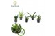 Sansevieria cylindrica Sansevieria mix Gobi P8,5 