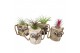 Tillandsia arrangement Tillandsia Wood dude white 1 pp 