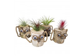 Tillandsia arrangement Tillandsia Wood dude white 1 pp