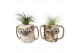 Tillandsia arrangement Tillandsia Wood dude white 1 pp 