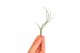 Tillandsia Tillandsia Butzii bonsai (baby) 1 bl. 