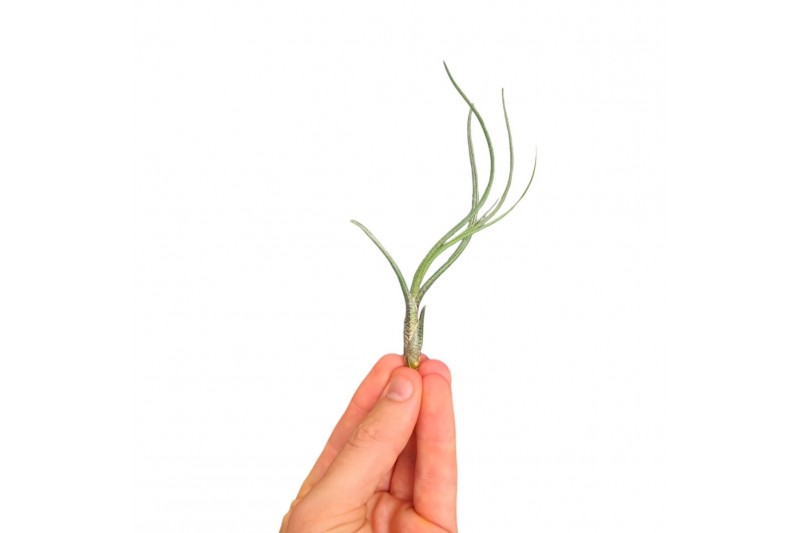 Tillandsia Tillandsia Butzii bonsai (baby) 1 bl. Tillandsia Tillandsia Butzii bonsai (baby) 1 bl.