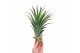 Tillandsia ionantha EXTREME 