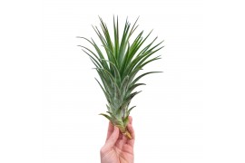 Tillandsia ionantha EXTREME