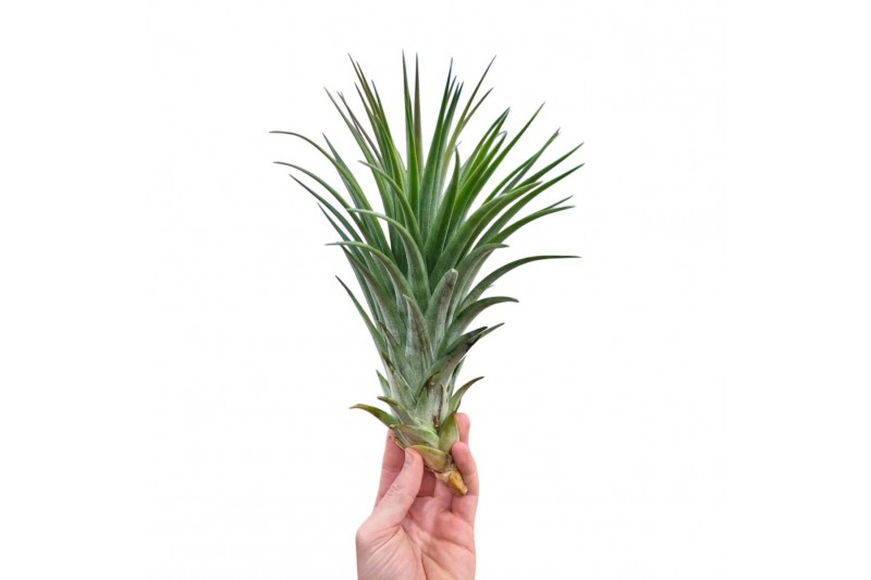 Tillandsia ionantha EXTREME 
