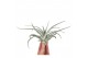Tillandsia Tillandsia harissi XL 1 bl. 