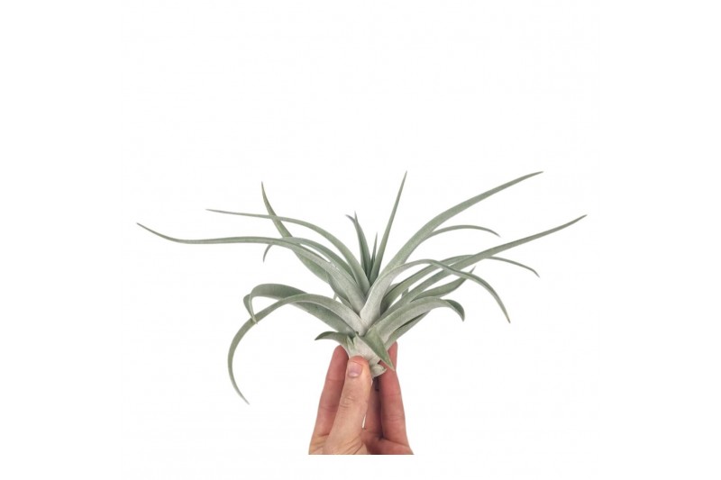Tillandsia Tillandsia harissi XL 1 bl. 