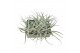 Tillandsia Tillandsia harissi XL 1 bl. 