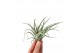 Tillandsia Tillandsia Pohliana 1 bl. 