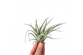 Tillandsia Tillandsia Pohliana 1 bl.