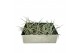 Tillandsia Tillandsia Pohliana 1 bl. 