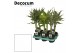Dracaena sanderiana mix Dracaena Sanderiana vlecht mix12 cm(Decorum) 1 
