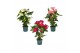 Anthurium andr. mix 4 kleuren Anthurium mix 17cm 4 kleuren 6 bl. 