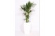 Howea forsteriana Howea Forsteriana in Piza pot "wit" 6 pp 