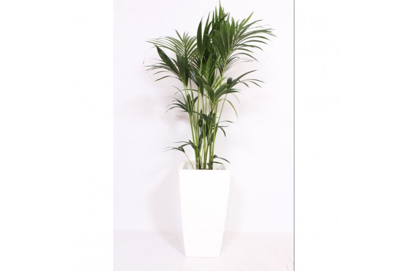 Howea forsteriana Howea Forsteriana in Piza pot "wit" 6 pp Howea forsteriana Howea Forsteriana in Piza pot "wit" 6 pp