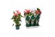 Anthurium andr. mix 4 kleuren Anthurium mix 17cm 4 kleuren 6 bl. 