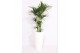 Howea forsteriana Howea Forsteriana in Santorini pot "wit" 6 pp 
