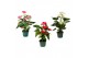 Anthurium andr. mix 4 kleuren Anthurium mix 12cm 4 kleuren 5 bl. 