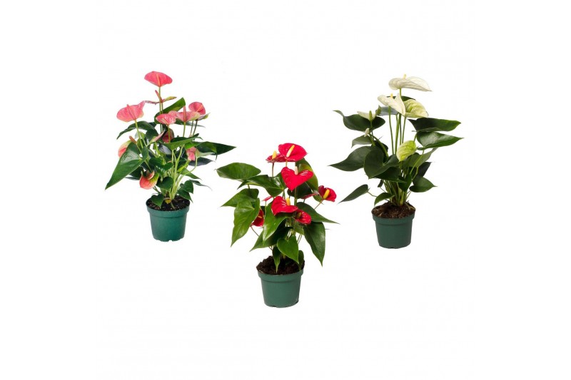 Anthurium andr. mix 4 kleuren Anthurium mix 12cm 4 kleuren 5 bl. 