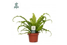Asplenium antiquum osaka Air So Pure