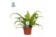 Asplenium antiquum osaka Air So Pure 