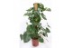 Monstera deliciosa mosstok 