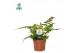 Dryopteris erythrosora air so pure 