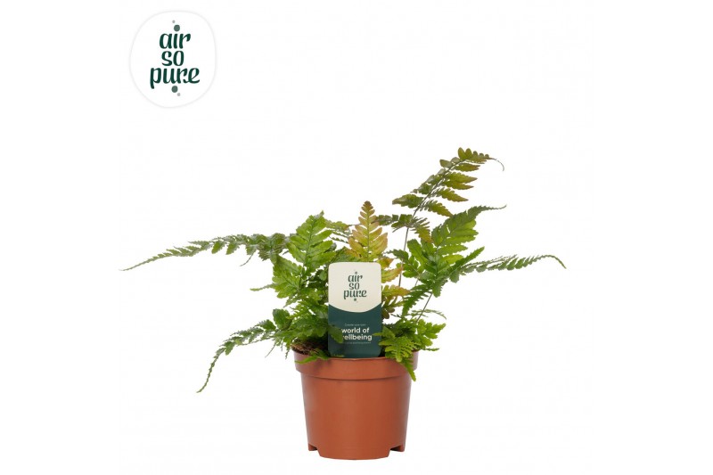 Dryopteris erythrosora air so pure 