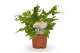 Dryopteris erythrosora 