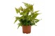 Dryopteris erythrosora 