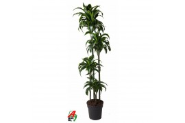 Dracaena fragr. compacta dorado 120-90-60-30