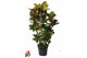 Codiaeum variegata petra vertakt 