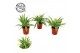 Chlorophytum ocean 