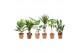 Kamerplanten mixkar 