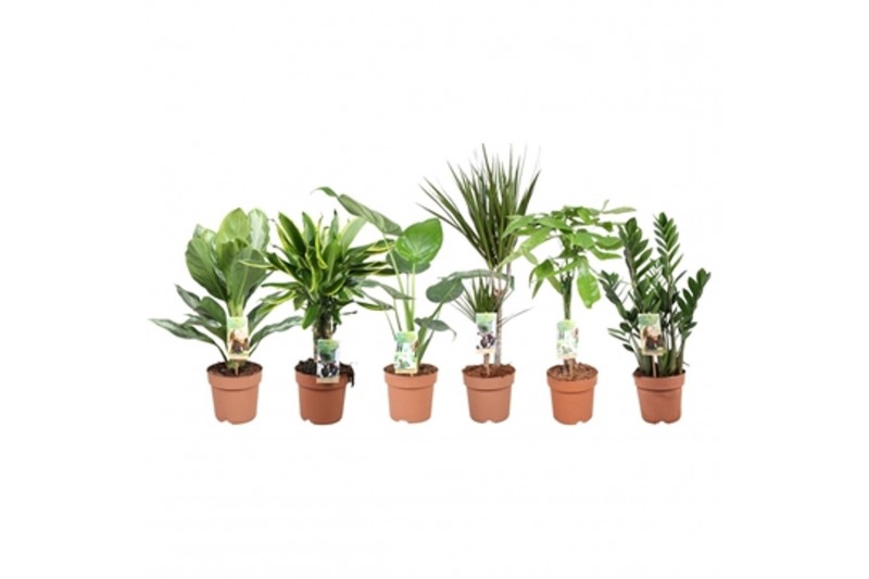 Kamerplanten mixkar 