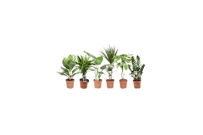 Kamerplanten mixkar 