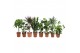 Kamerplanten mixkar 