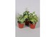 Hedera helix mix Hedera helix gemengd 5.0 - 7.4  cm 7 pp 
