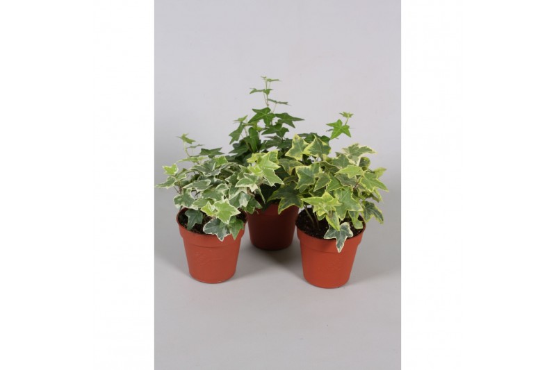 Hedera helix mix Hedera helix gemengd 5.0 - 7.4 cm 7 pp Hedera helix mix Hedera helix gemengd 5.0 - 7.4 cm 7 pp