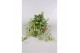 Hedera helix mix Hedera helix gemengd 30 - 34  cm 9 pp 