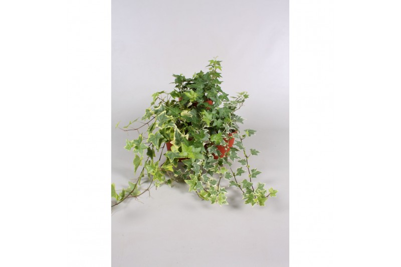 Hedera helix mix Hedera helix gemengd 30 - 34 cm 9 pp Hedera helix mix Hedera helix gemengd 30 - 34 cm 9 pp