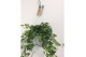 Hedera helix groen Hedera helix groen - hangpot wit / basic 30 - 34  c 
