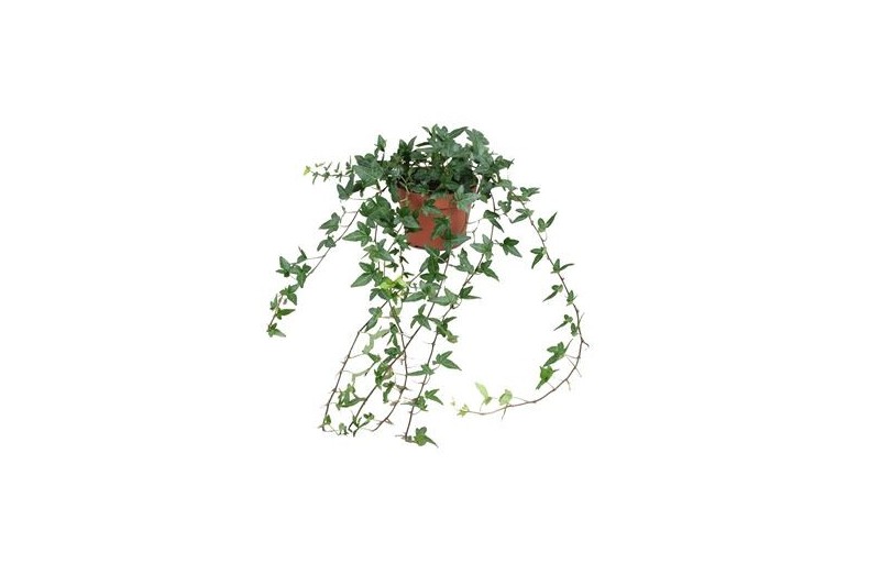 Hedera helix shamrock Hedera helix Shamrock - medium long 70 - 79 cm Hedera helix shamrock Hedera helix Shamrock - medium long 70 - 79 cm