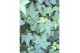 Hedera helix groen Hedera groen moederplant** 20 - 24  cm 9 pp 