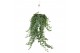 Hedera pittsburgh helix Hedera helix Pitsburg - hang/XXL 90 - 99  cm 2 