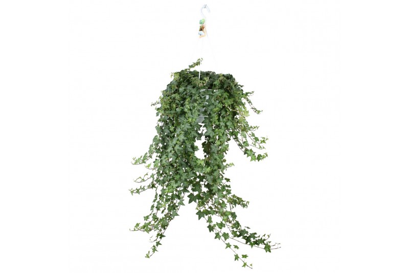 Hedera pittsburgh helix Hedera helix Pitsburg - hang/XXL 90 - 99 cm 2 Hedera pittsburgh helix Hedera helix Pitsburg - hang/XXL 90 - 99 cm 2