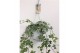 Hedera helix bont Hedera helix witbont - hangpot wit / basic 40 - 44   
