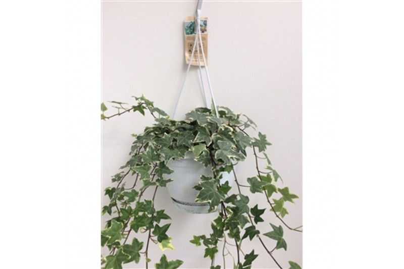 Hedera helix bont Hedera helix witbont - hangpot wit / basic 40 - 44 Hedera helix bont Hedera helix witbont - hangpot wit / basic 40 - 44